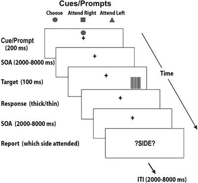Placing willed attention in context: a review of attention and free will